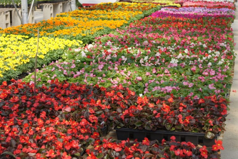 Annual Flats Foglers Greenhouse And Farm Market