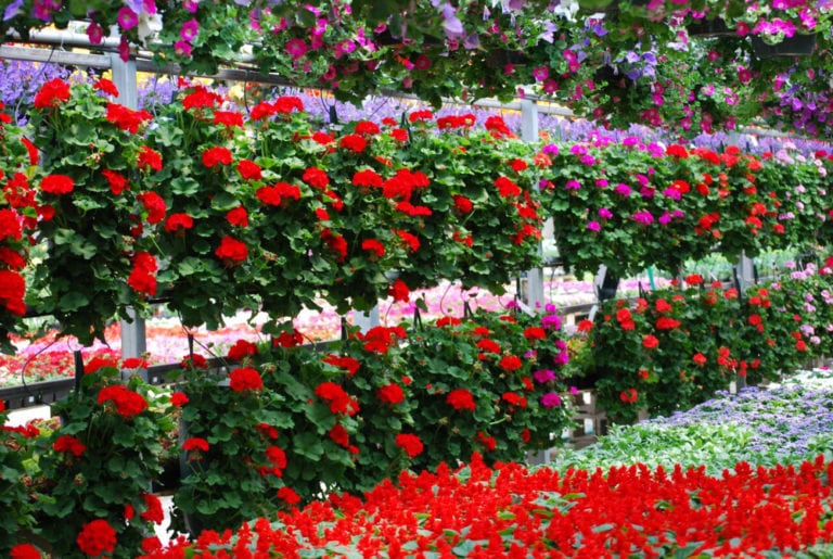 Flowerpots Foglers Greenhouse And Farm Market