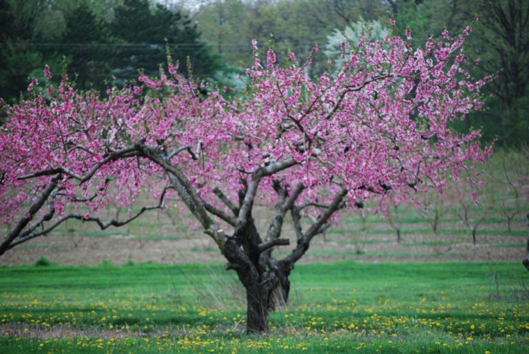 Purpletree Foglers Greenhouse And Farm Market
