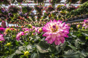 Fogler's Greenhouse & Farm Market Open House 2019.