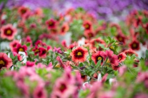 Fogler's Greenhouse & Farm Market Open House 2019.