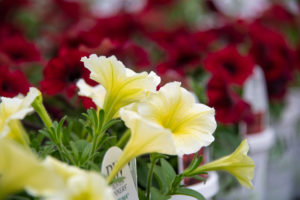 Red & Yellow Flowers At Fogler's Greenhouse & Farm Market Open House 2019.