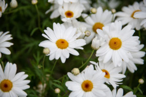 Pretty Flowers At Fogler's Greenhouse & Farm Market Open House 2019.