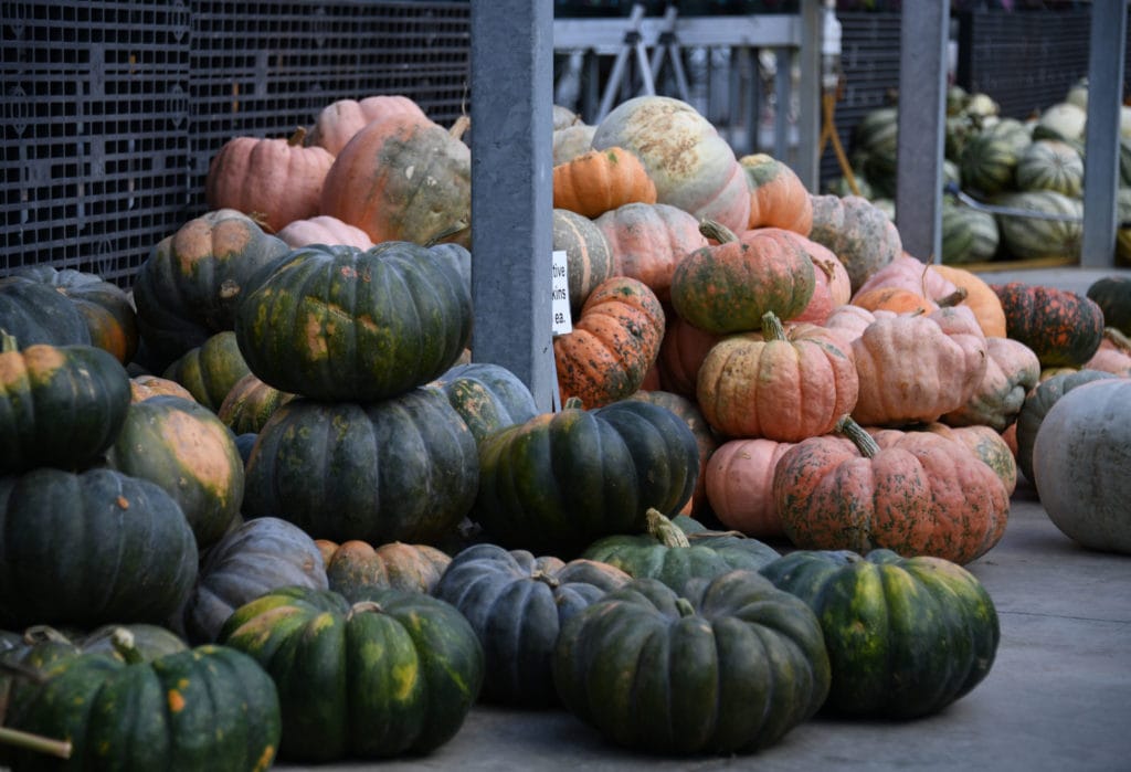 Folgers Fall 2019 Foglers Greenhouse And Farm Market