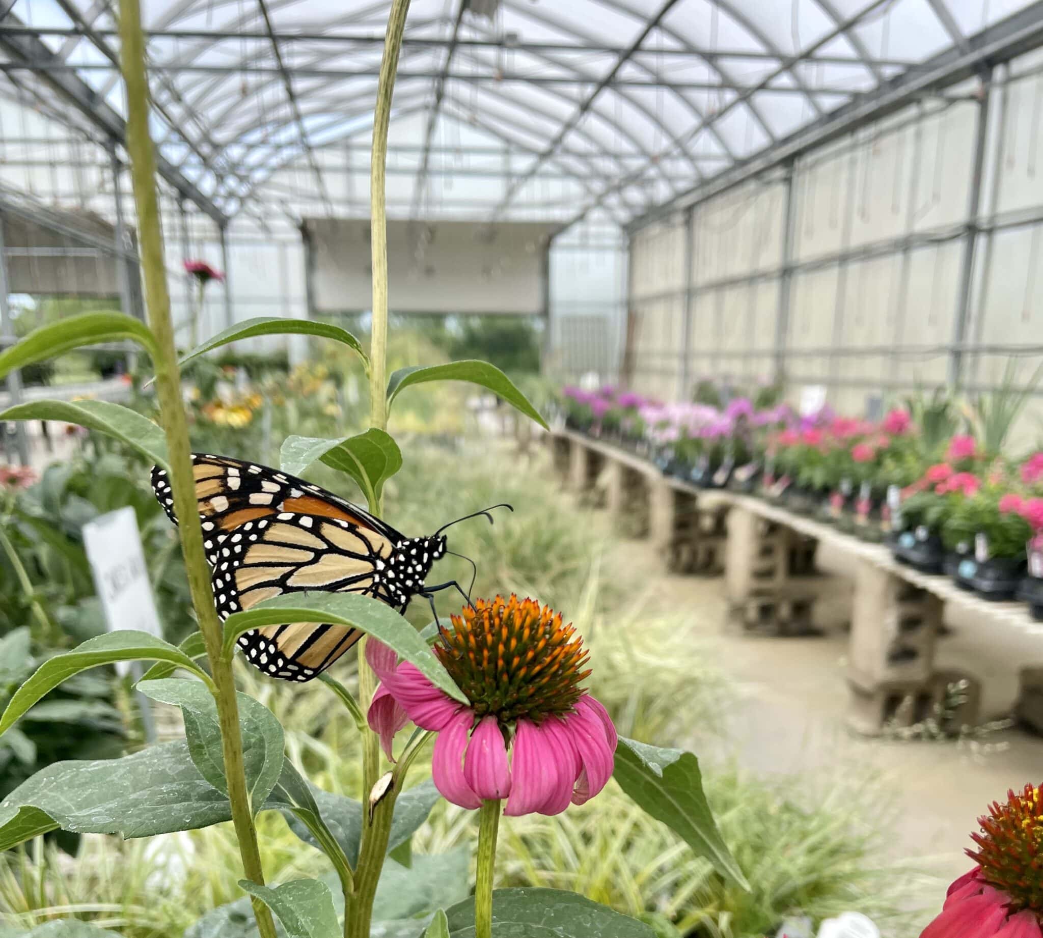 Our Greenhouse Fogler's Greenhouse & Farm Market Rochester, MI