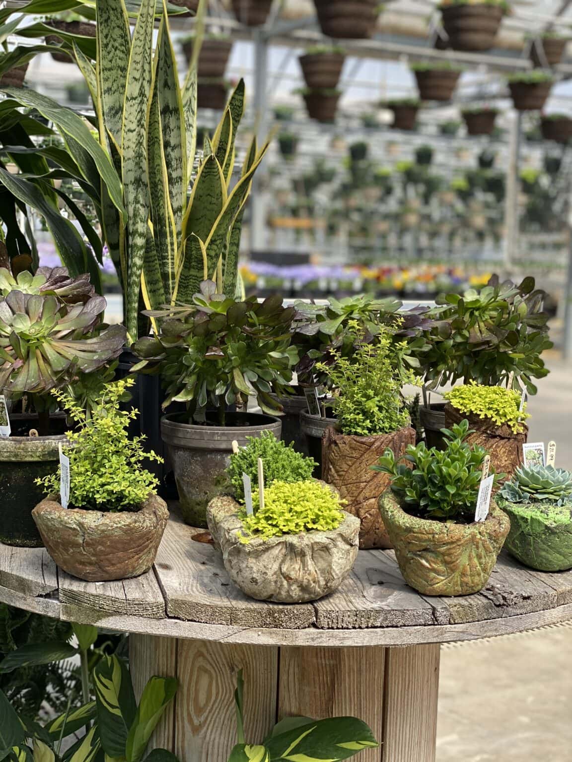 Our Greenhouse Fogler's Greenhouse & Farm Market Rochester, MI