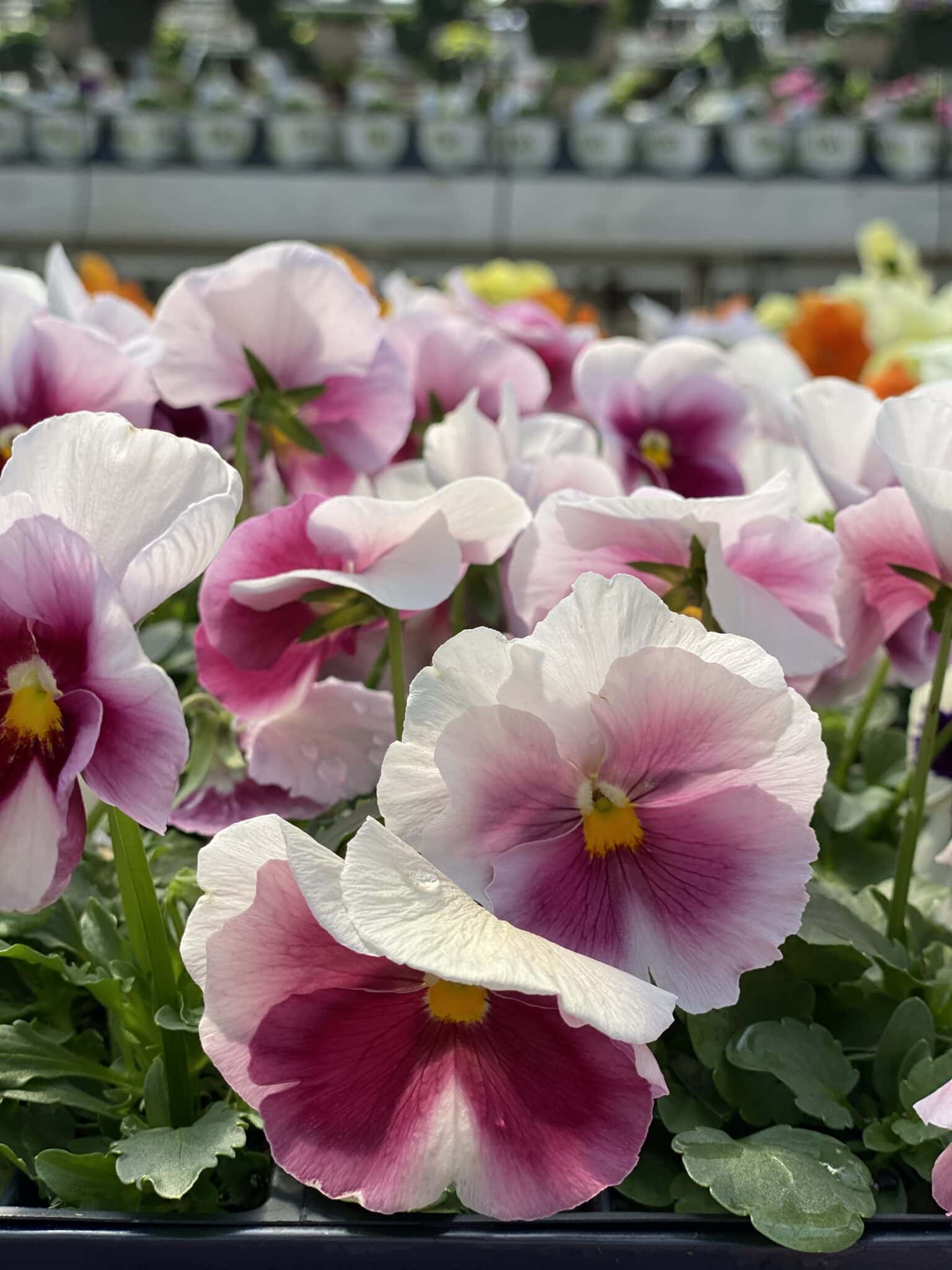 Our Greenhouse Fogler's Greenhouse & Farm Market Rochester, MI