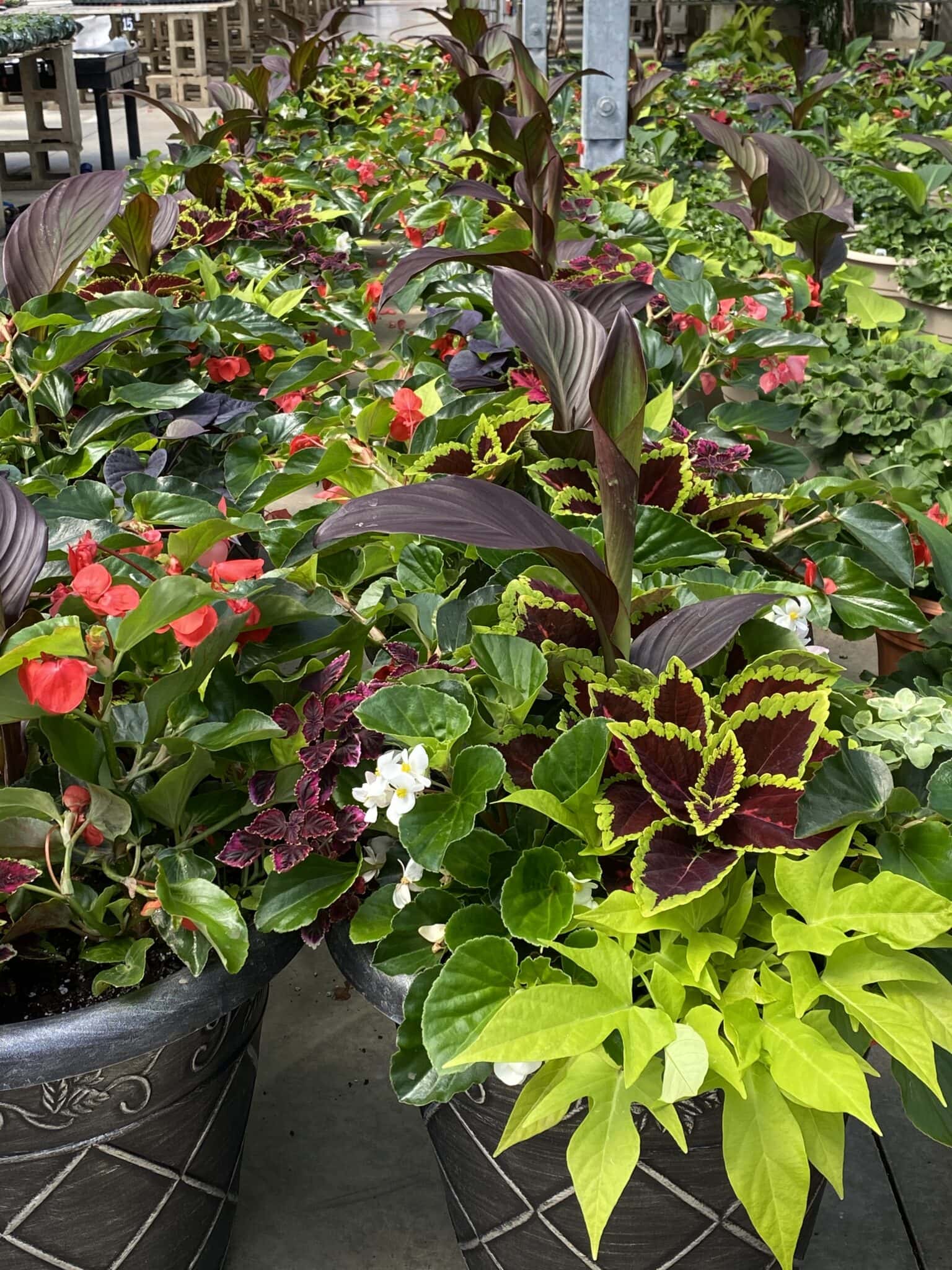 Our Greenhouse Fogler's Greenhouse & Farm Market Rochester, MI