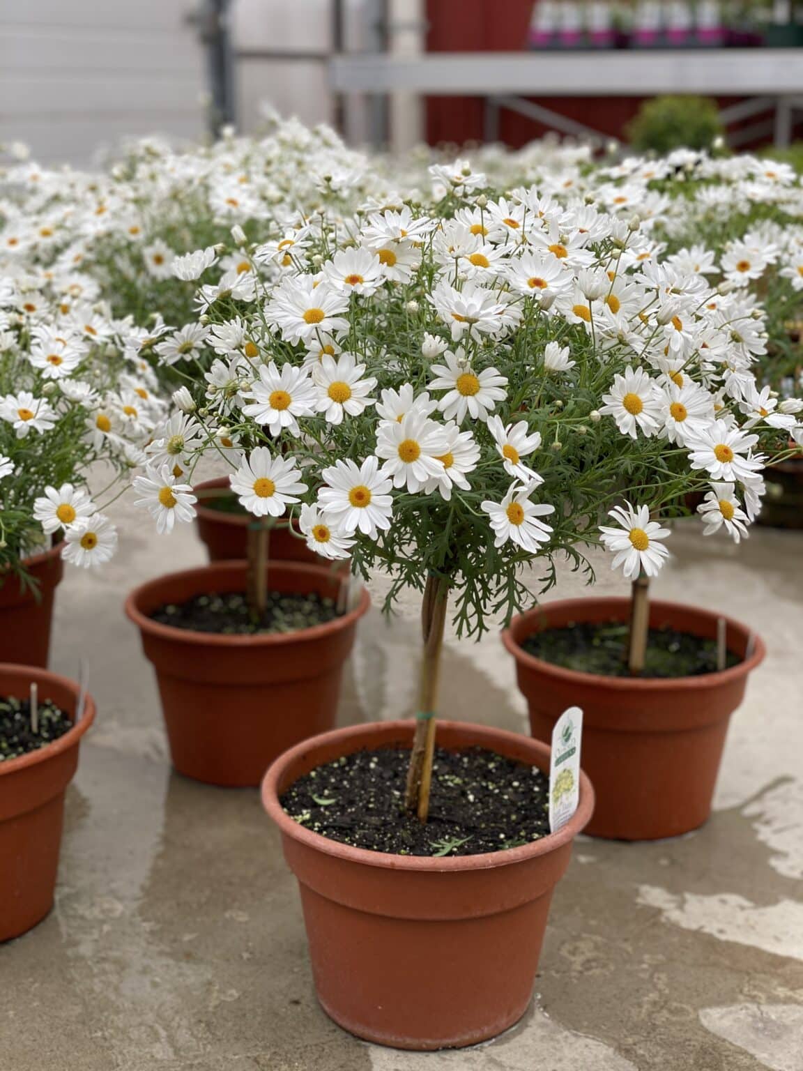 Our Greenhouse Fogler's Greenhouse & Farm Market Rochester, MI
