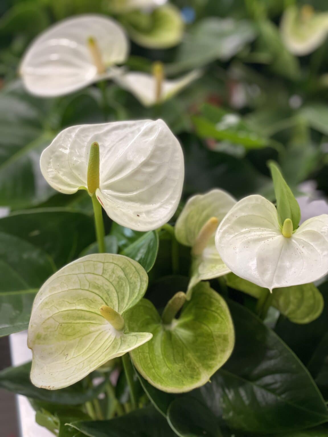 Our Greenhouse Fogler's Greenhouse & Farm Market Rochester, MI