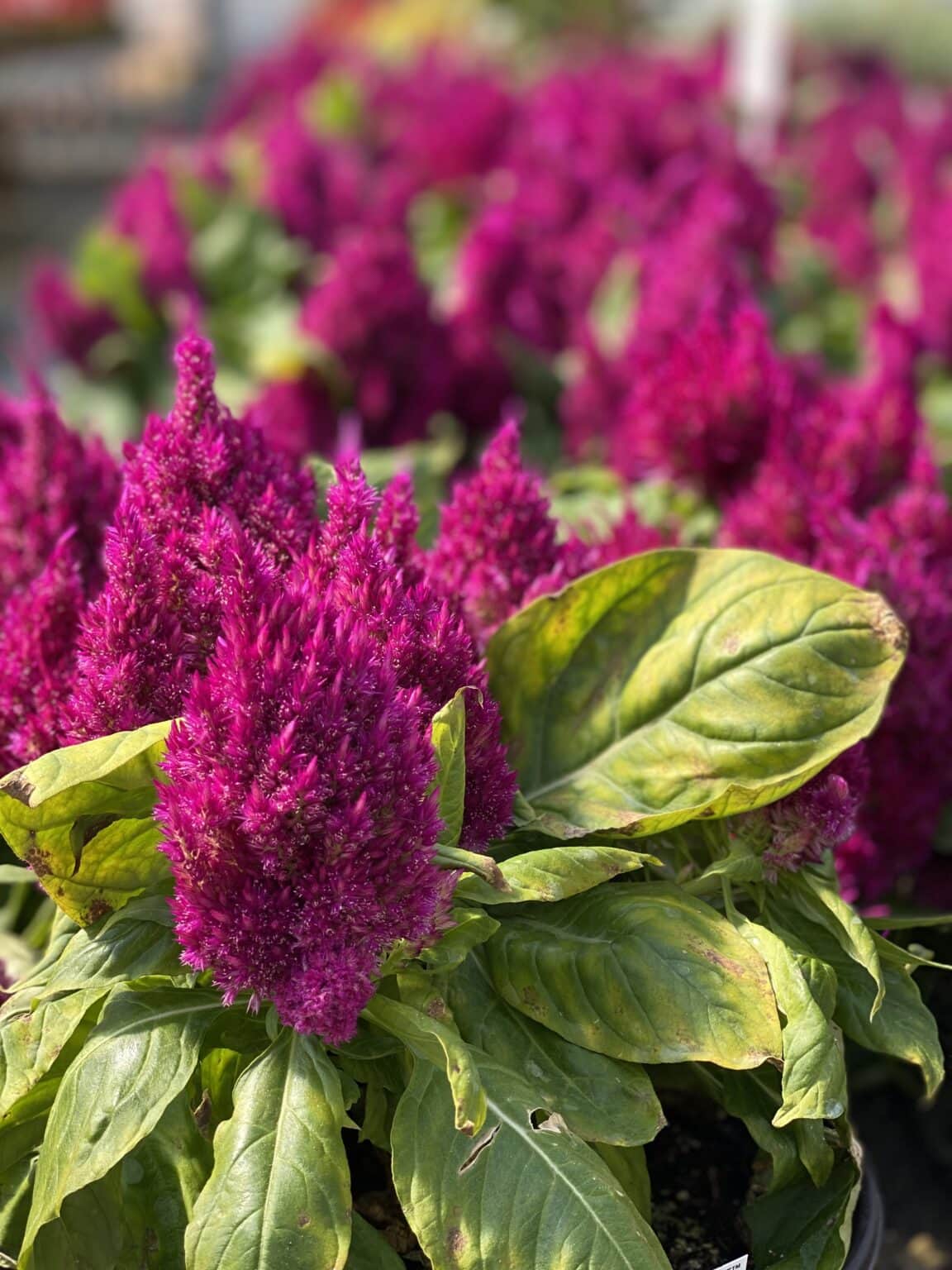 Our Greenhouse Fogler's Greenhouse & Farm Market Rochester, MI